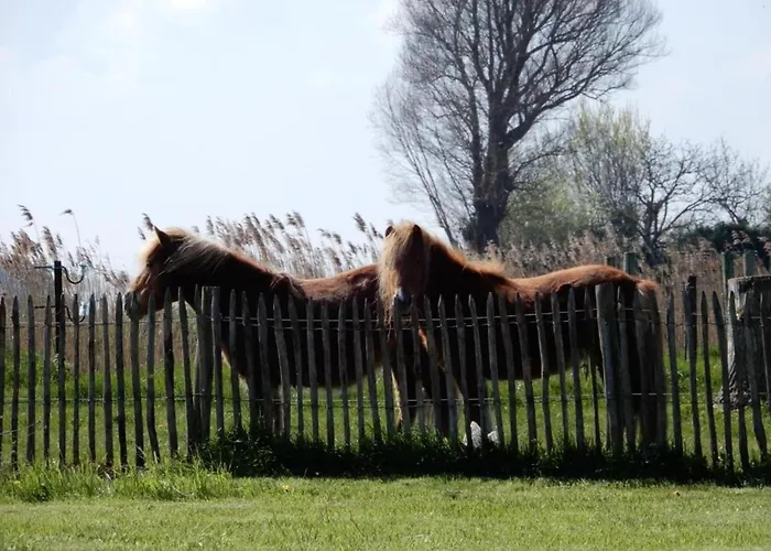 Apartment In With Pool Access *